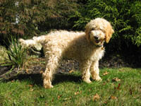 Mark
Watkins Labradoodle